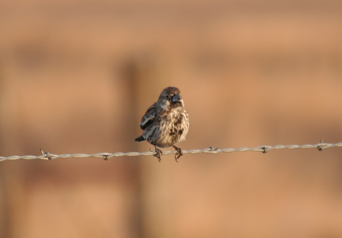 Lark Bunting - ML147758941