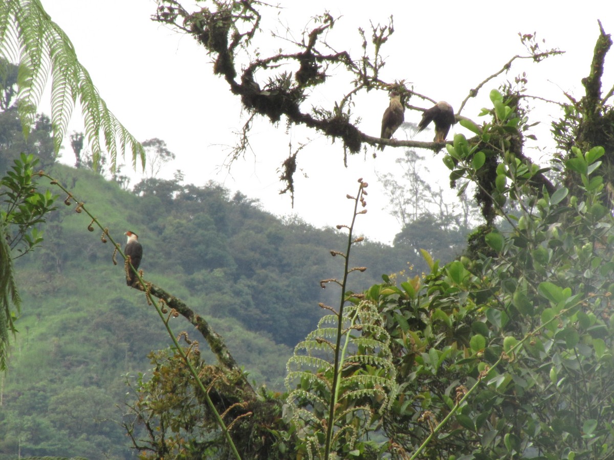 Crested Caracara (Northern) - Ariel Jiménez