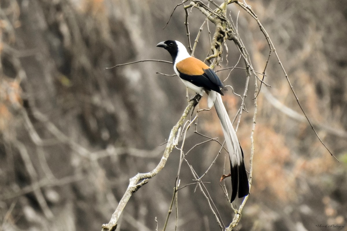 White-bellied Treepie - Anonymous