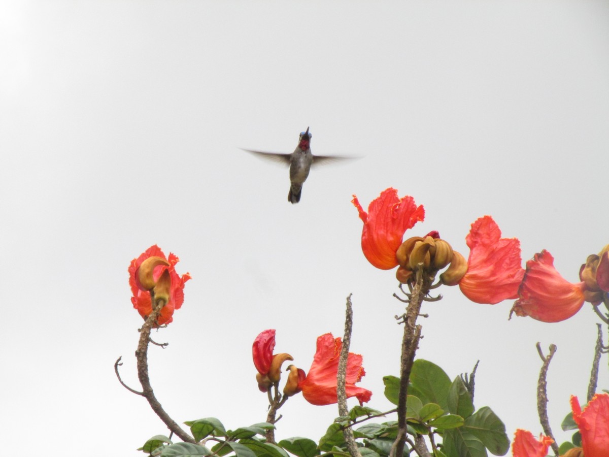 Long-billed Starthroat - Ariel Jiménez