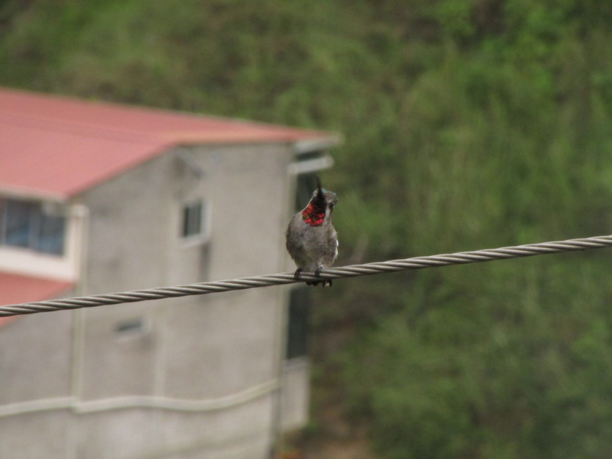 Long-billed Starthroat - ML147761771