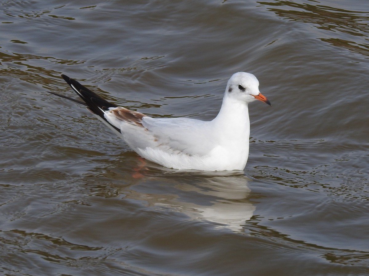 Mouette rieuse - ML147763091