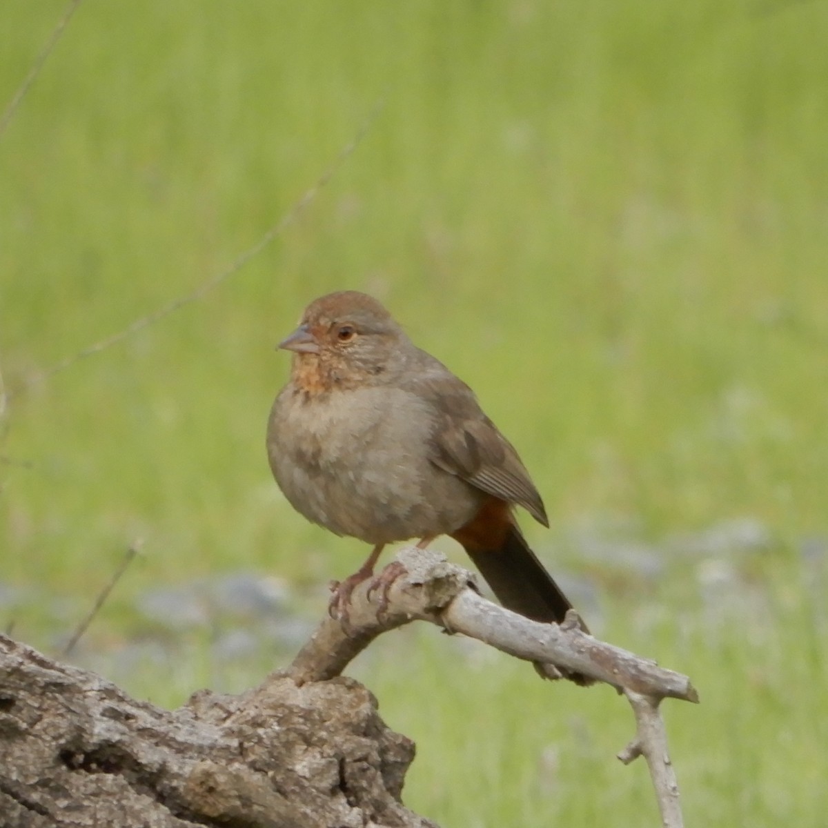 California Towhee - Mark Martucci