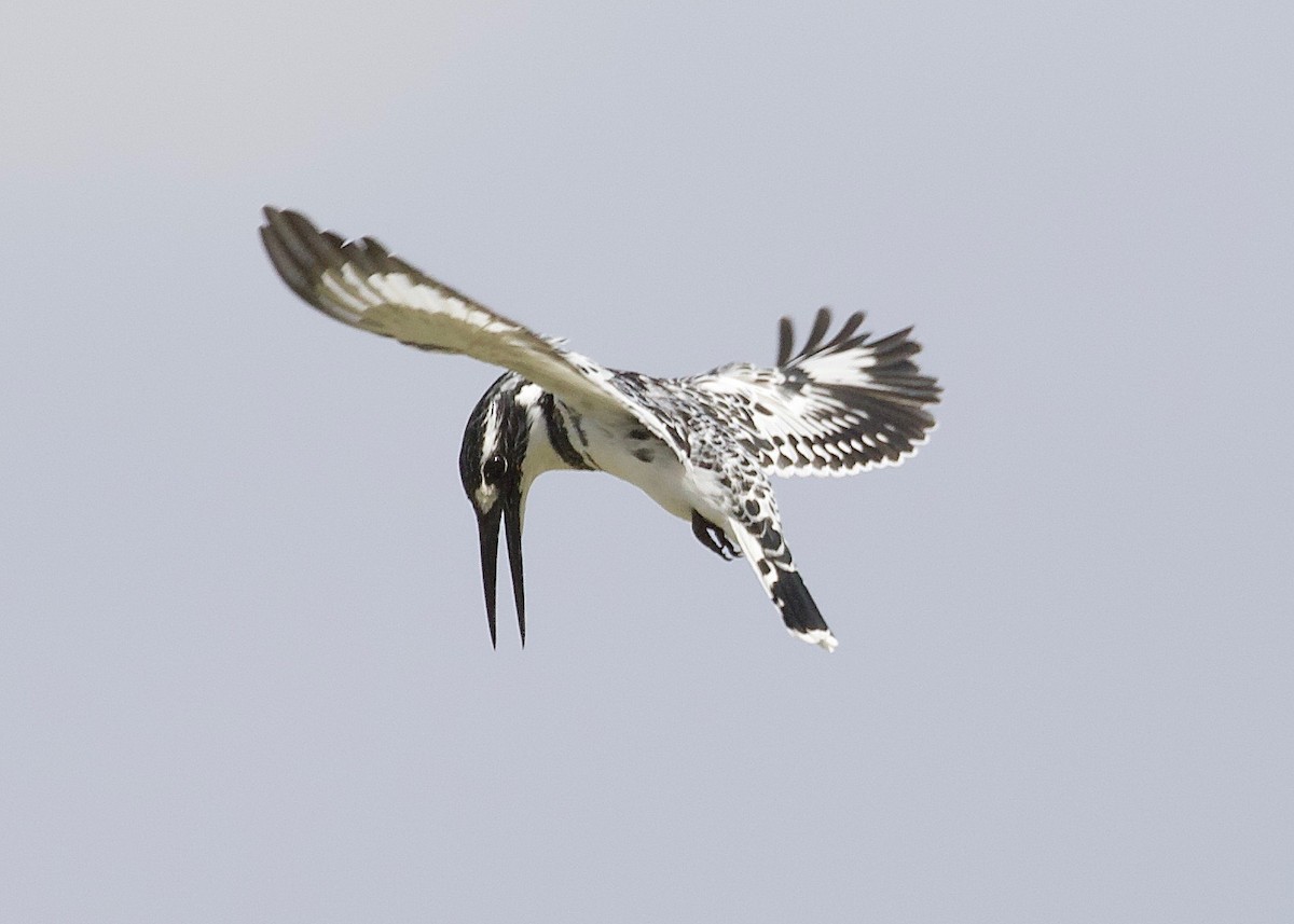 Pied Kingfisher - ML147766291