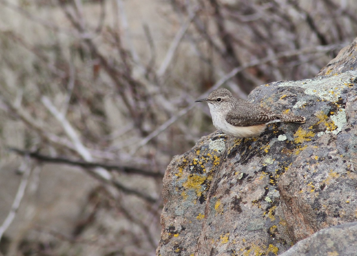 Rock Wren - Jared Peck