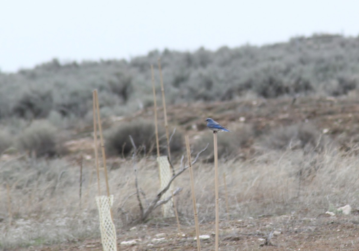 Mountain Bluebird - ML147767751