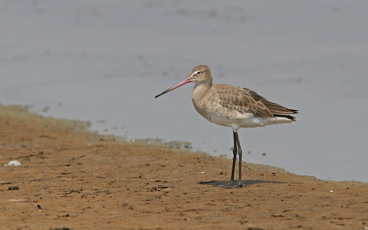 Black-tailed Godwit - ML147768421