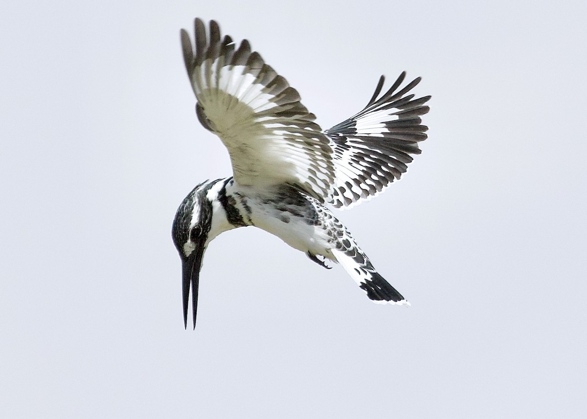 Pied Kingfisher - Rachel Lawrence