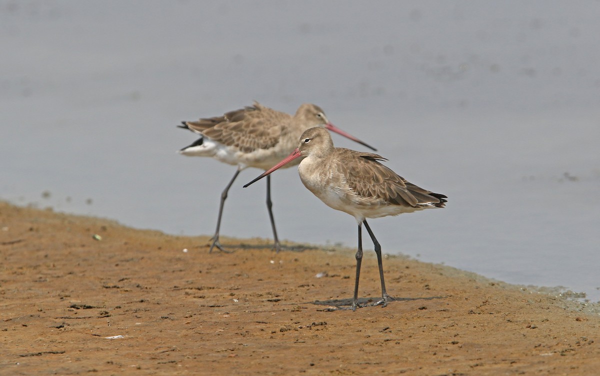 Black-tailed Godwit - ML147768561