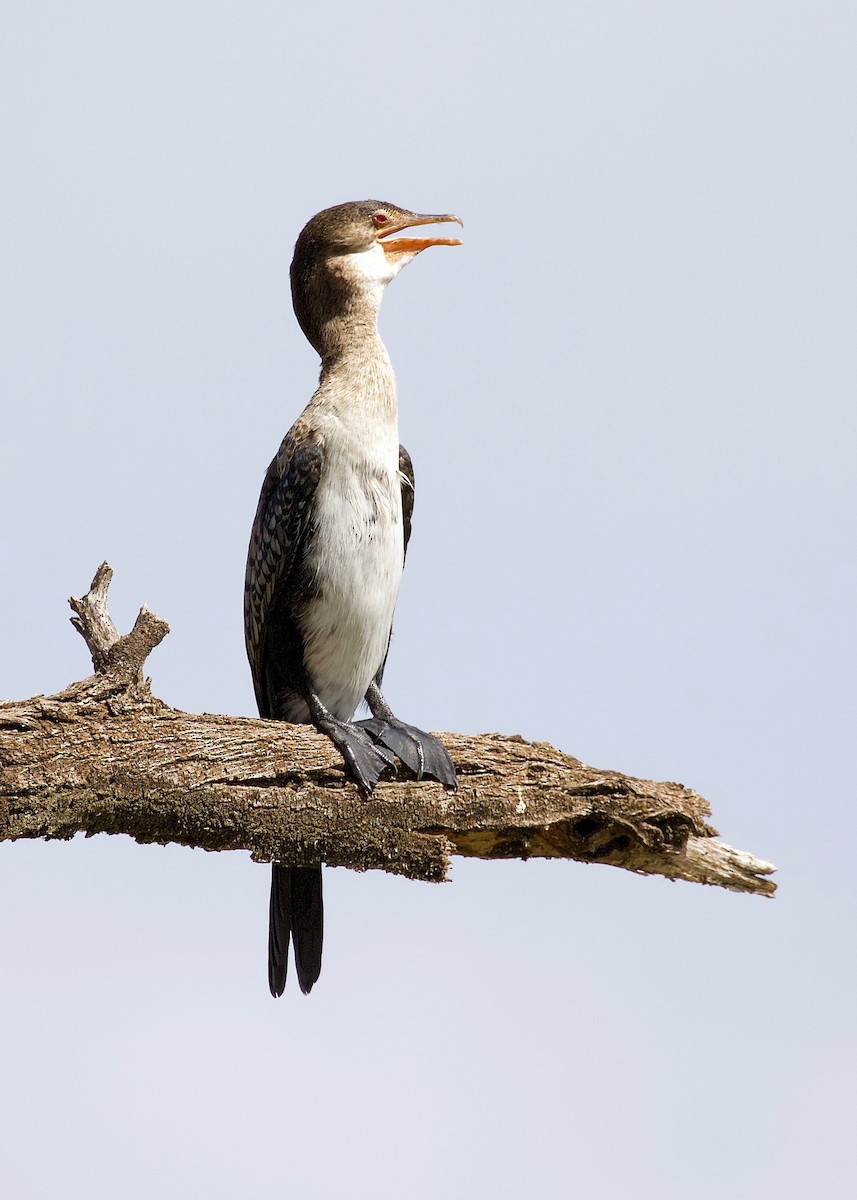 Great Cormorant - ML147769251