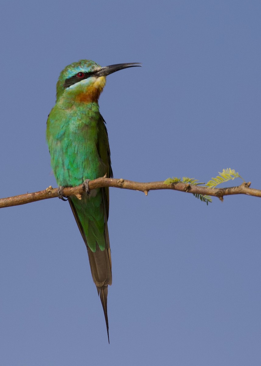 Blue-cheeked Bee-eater - ML147769331