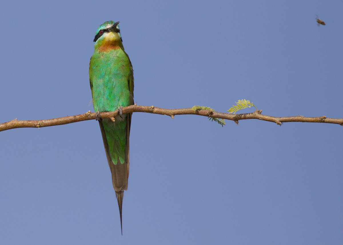 Blue-cheeked Bee-eater - ML147769351