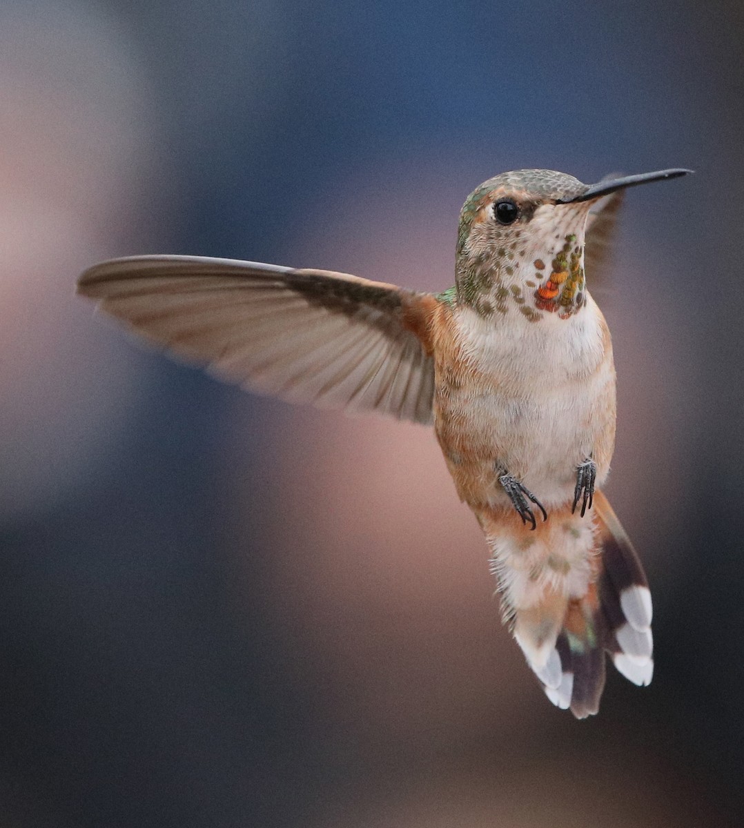 Rufous Hummingbird - Larry Sirvio