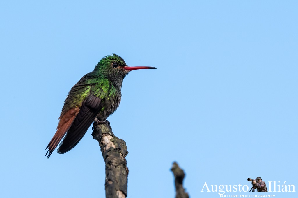 Rufous-tailed Hummingbird - ML147769771