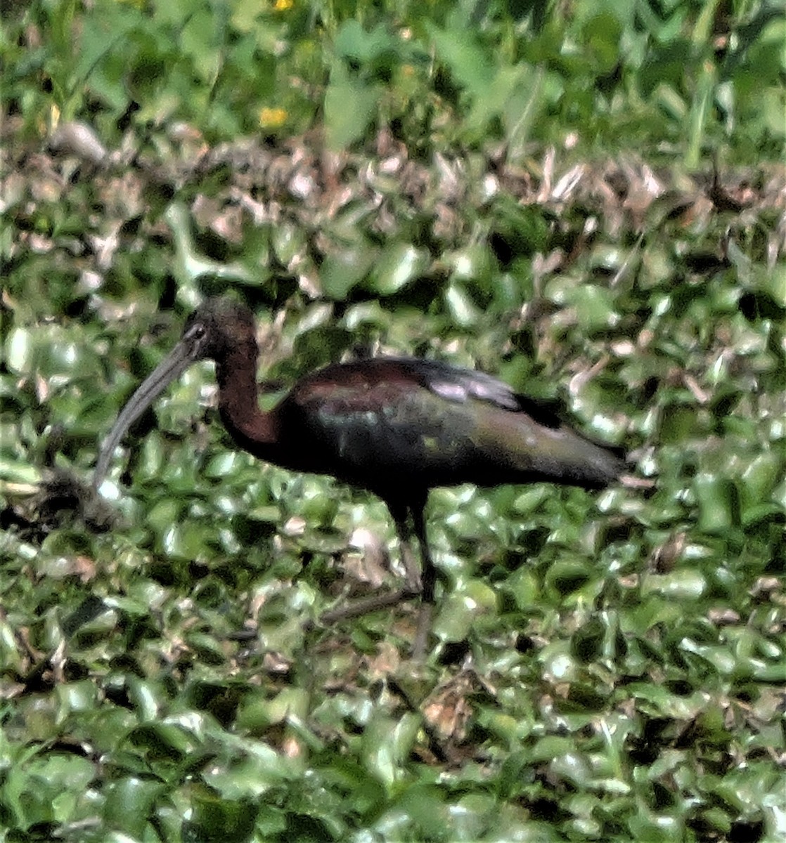 Glossy Ibis - ML147769831