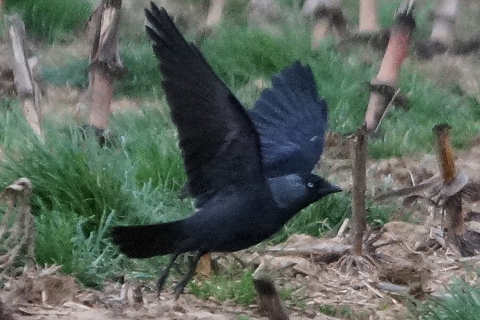 Eurasian Jackdaw - ML147770321