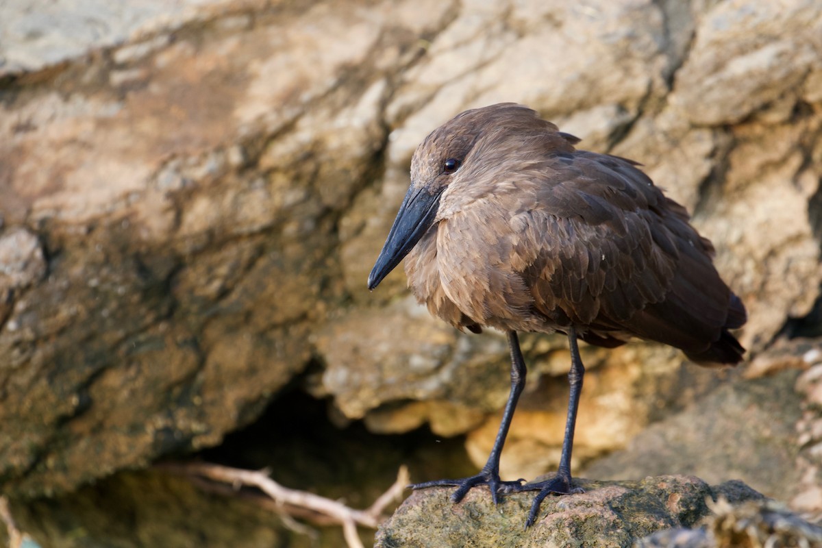 Hamerkop - ML147770651