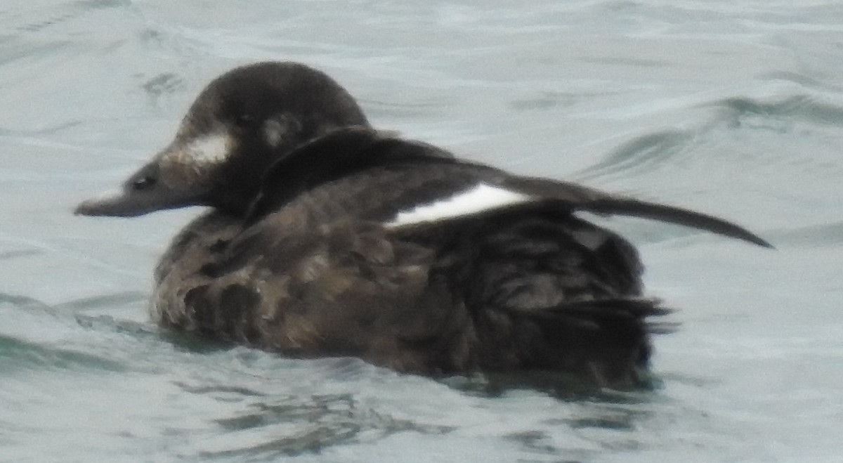 White-winged Scoter - shelley seidman