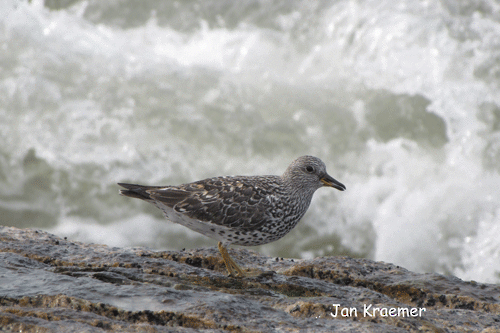 Surfbird - ML147773121