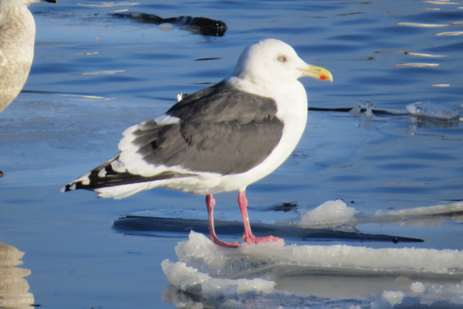 Slaty-backed Gull - ML147773581