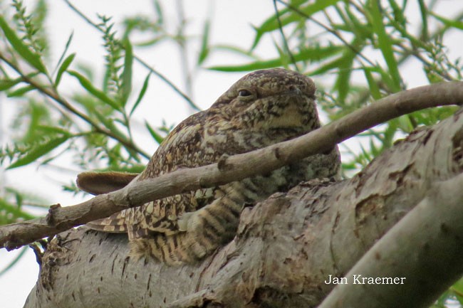 Lesser Nighthawk - ML147774361