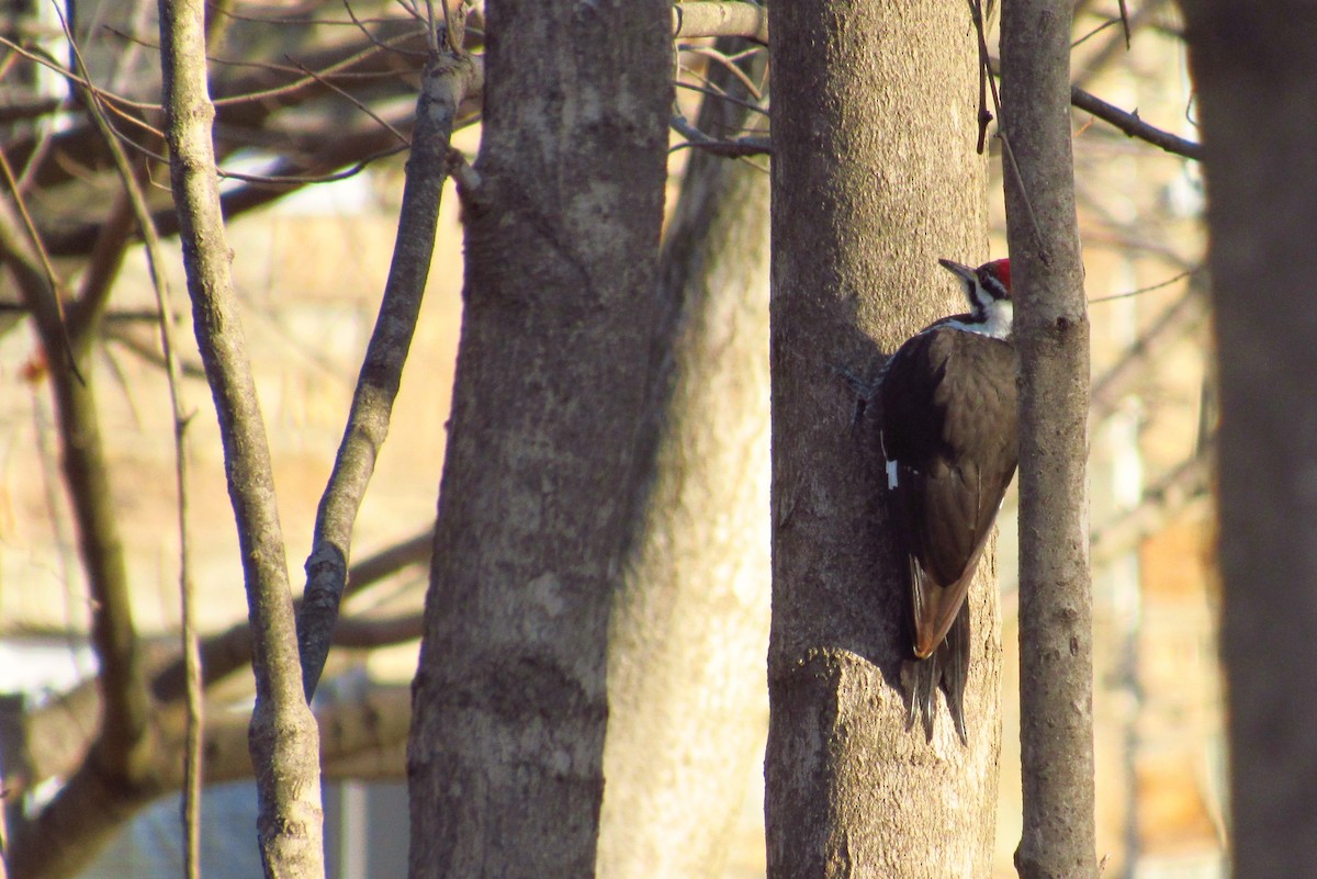 Pileated Woodpecker - ML147776061