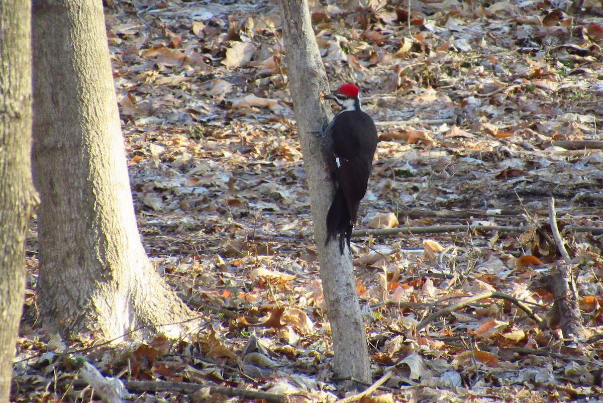 Pileated Woodpecker - Eric Walther