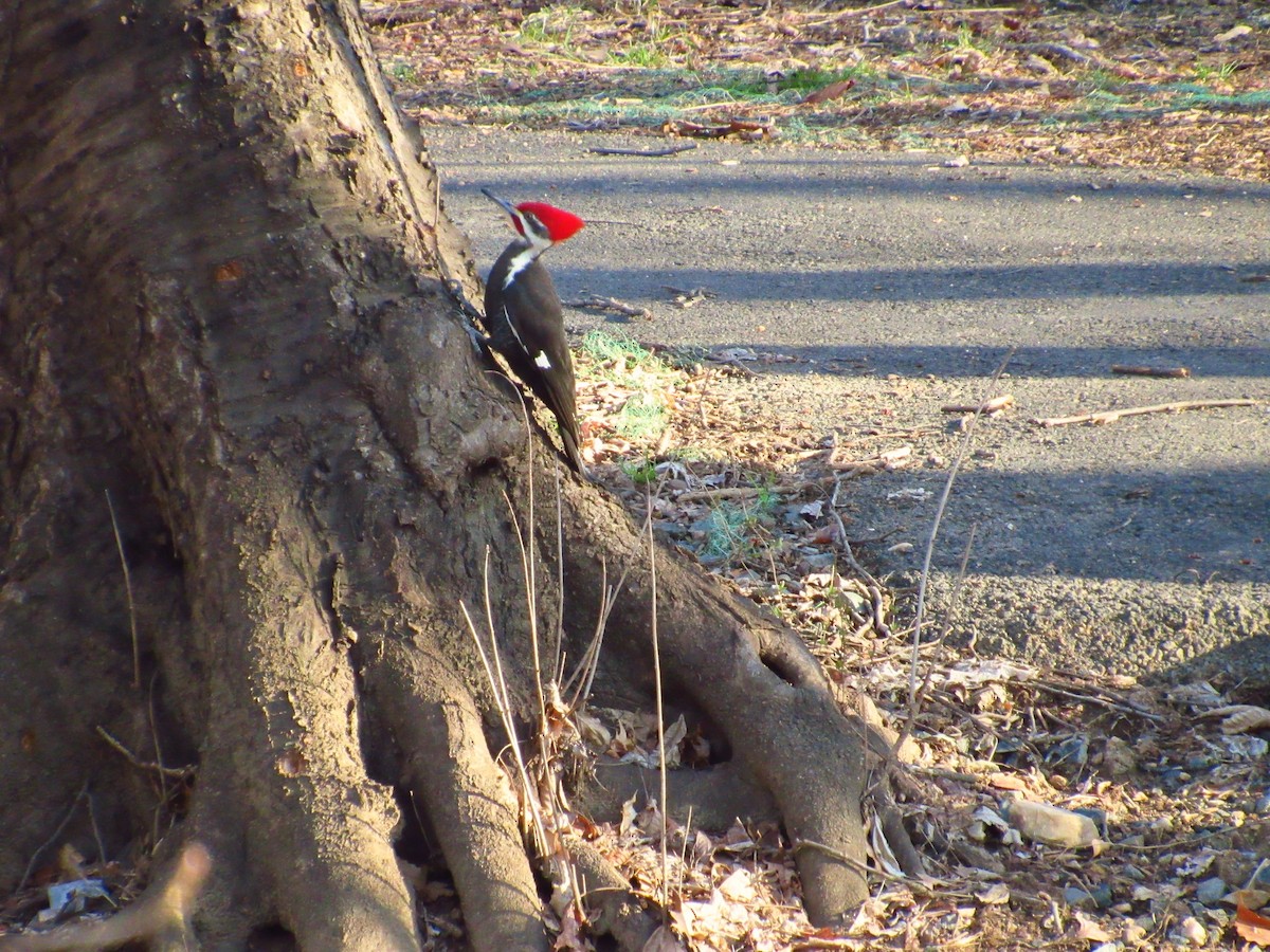 Pileated Woodpecker - Eric Walther