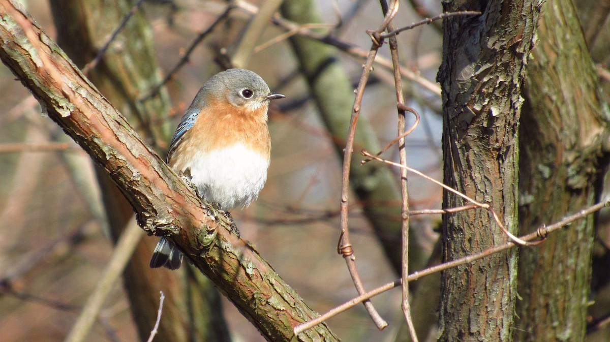 Eastern Bluebird - ML147776231