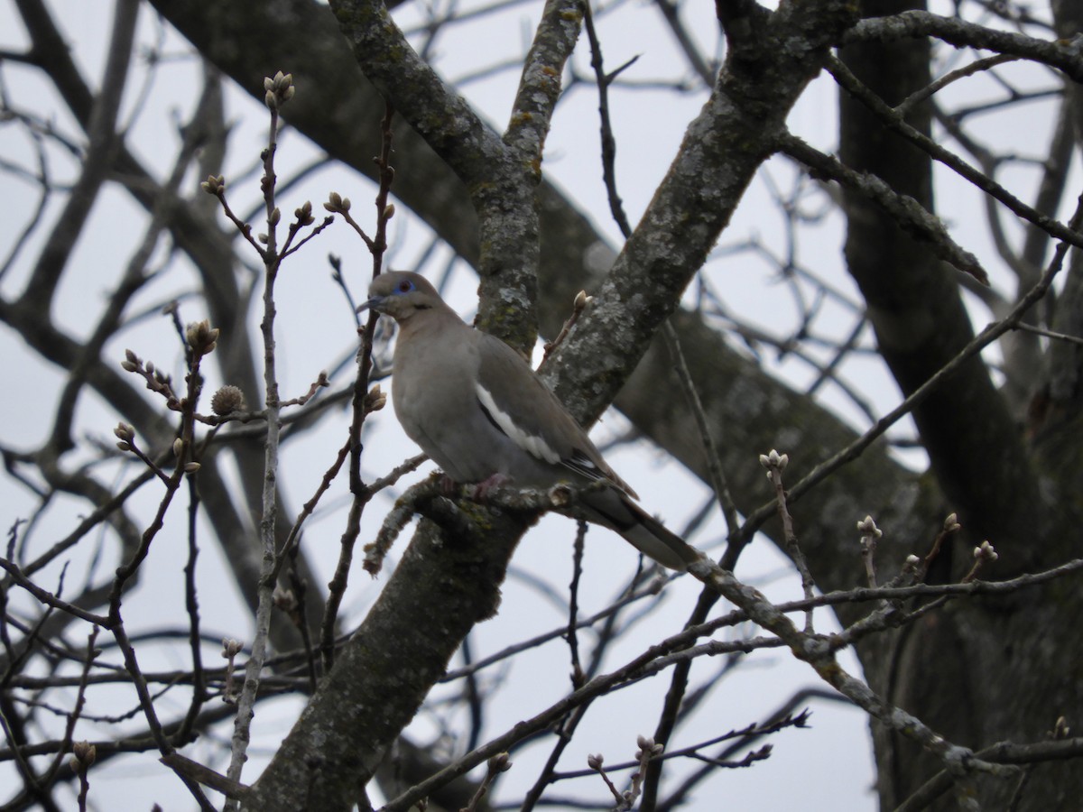 White-winged Dove - Kendell Loyd