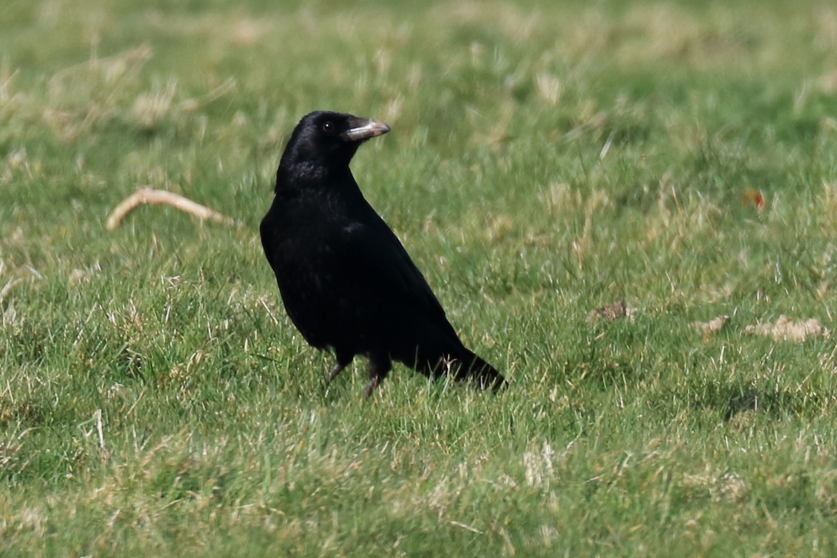 Carrion Crow - ML147778131