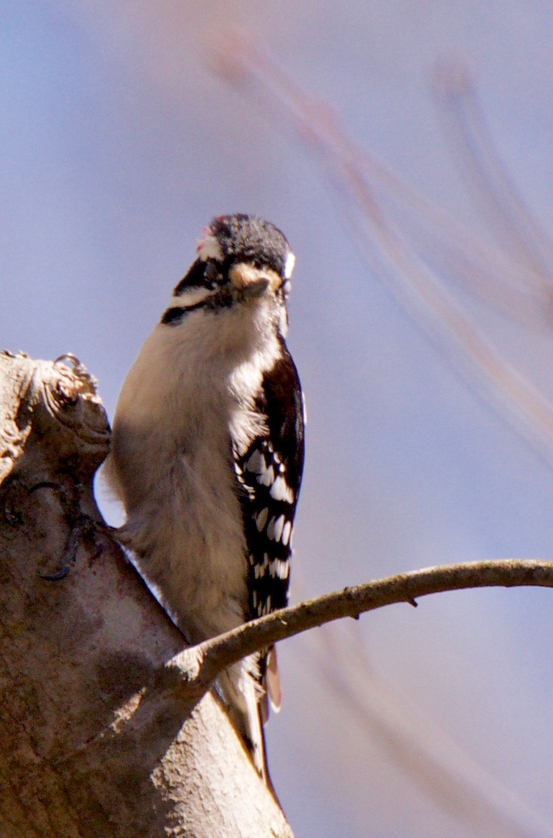 Downy Woodpecker - ML147778401