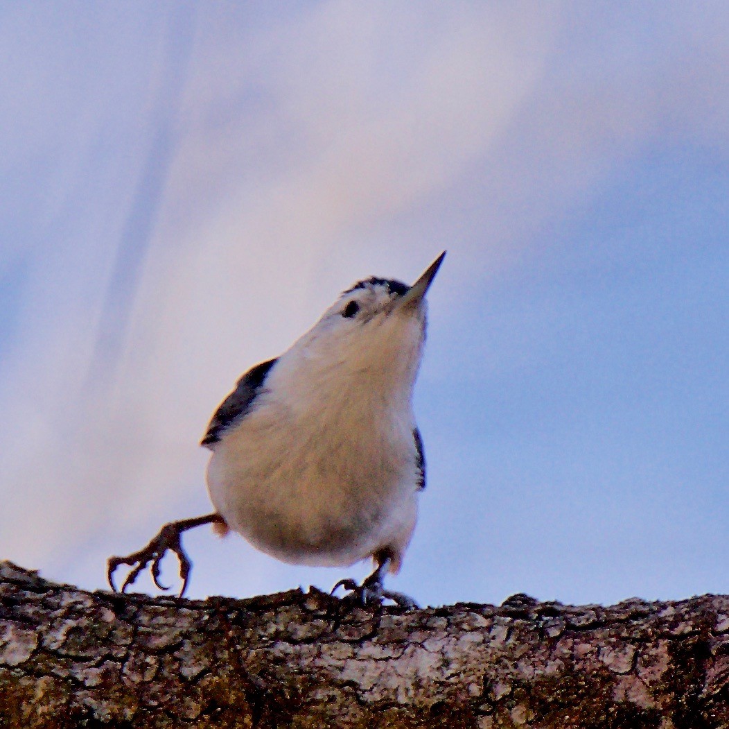 White-breasted Nuthatch - ML147778561