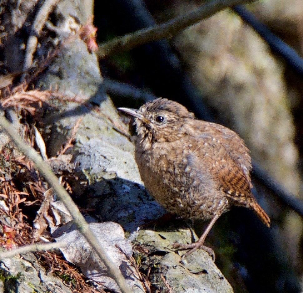 Winter Wren - ML147778631