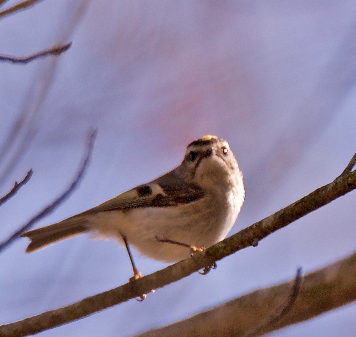 Golden-crowned Kinglet - ML147778671
