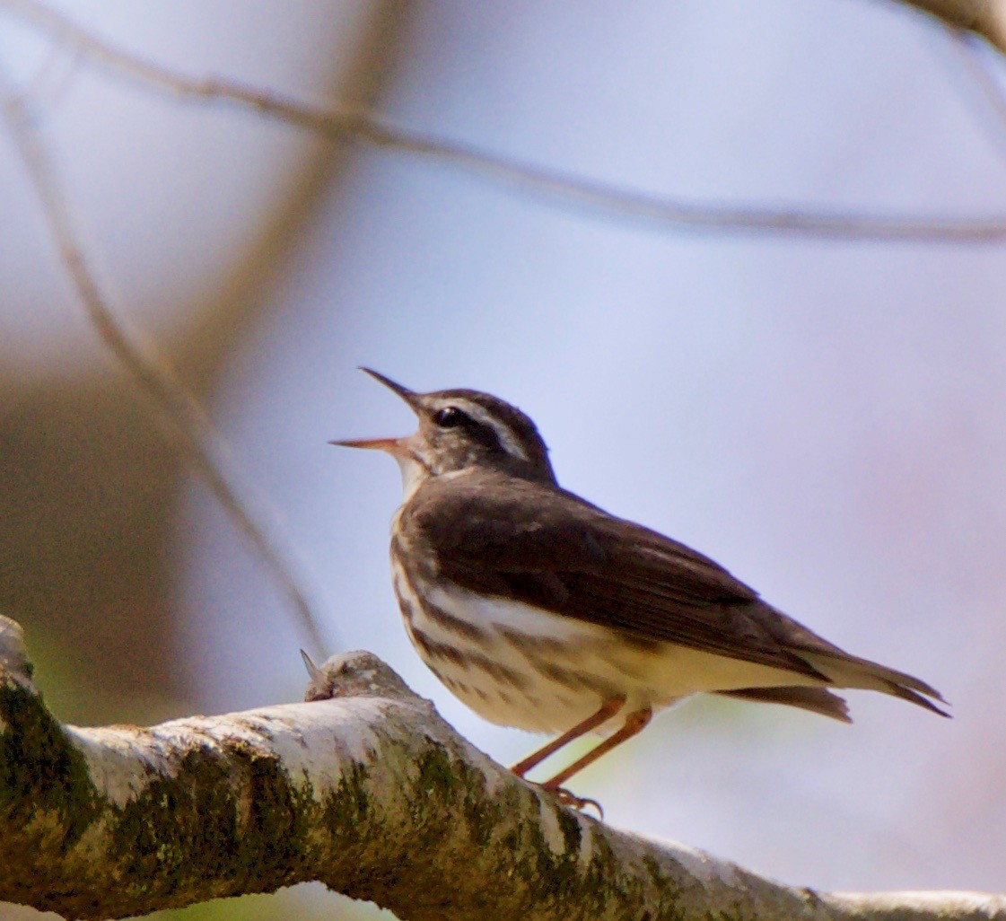 Louisiana Waterthrush - ML147778791