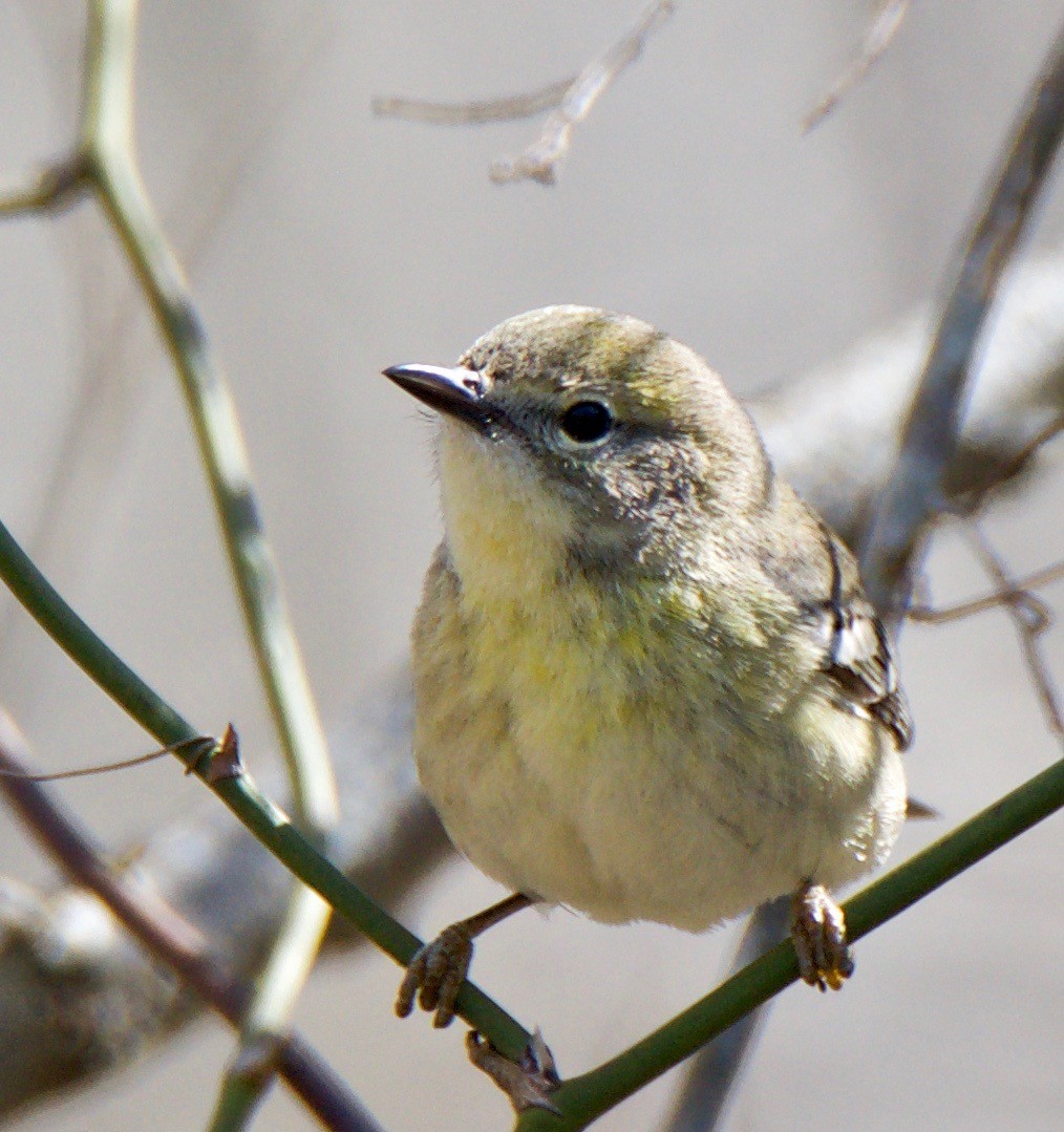Pine Warbler - ML147779121