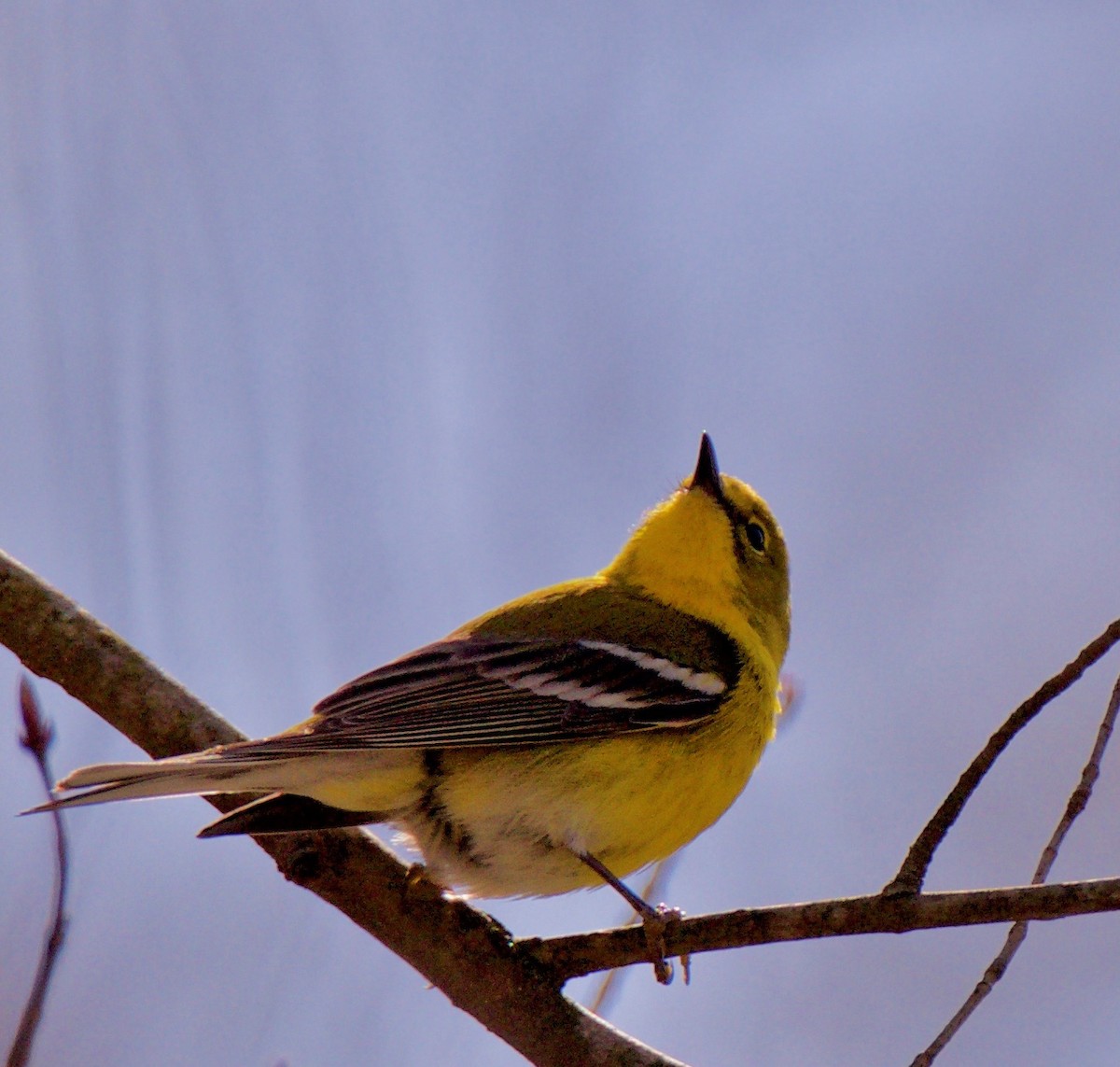 Pine Warbler - ML147779131