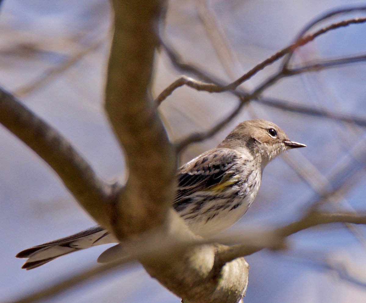 Yellow-rumped Warbler - ML147779181