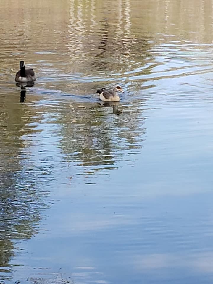 Egyptian Goose - ML147779531