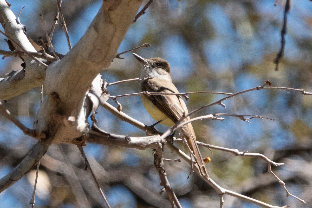 Dusky-capped Flycatcher - ML147779801