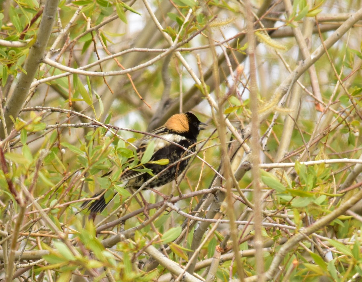 bobolink - ML147780191