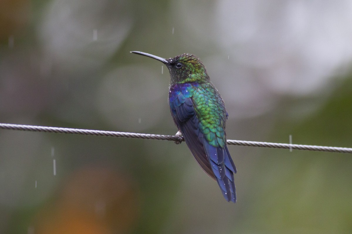 Crowned Woodnymph (Colombian Violet-crowned) - Michael Todd