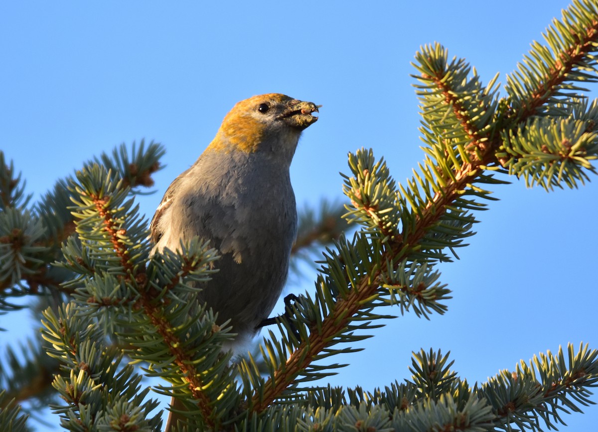 Pine Grosbeak - ML147782671