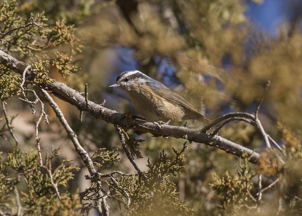 Red-breasted Nuthatch - ML147783341