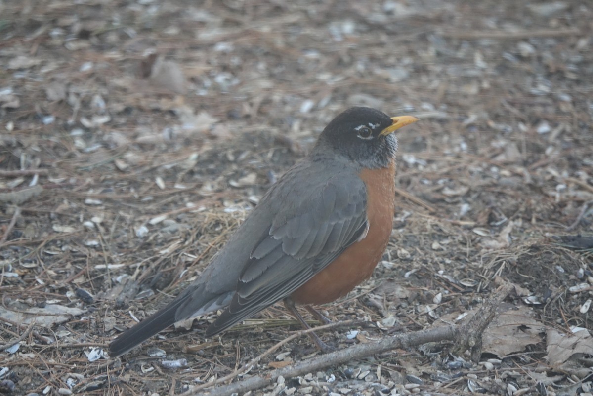 American Robin - Sean Hatch