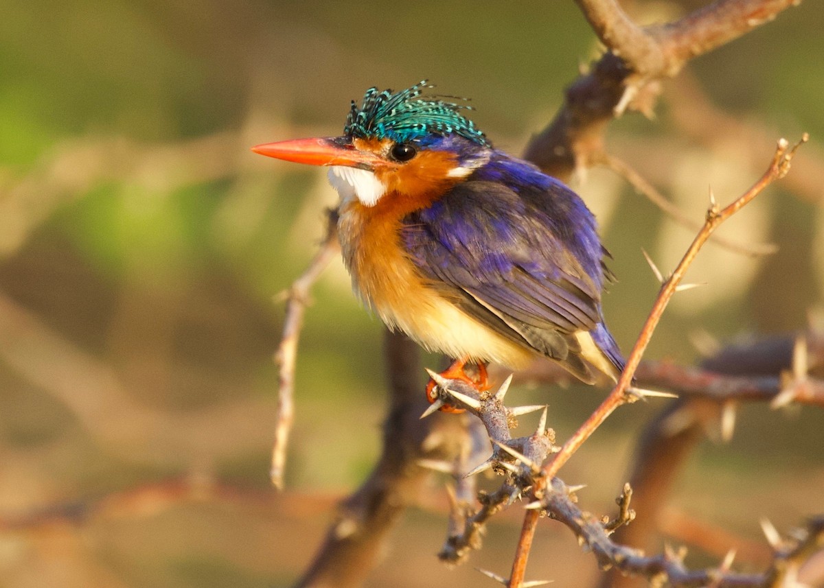 Malachite Kingfisher - ML147783761