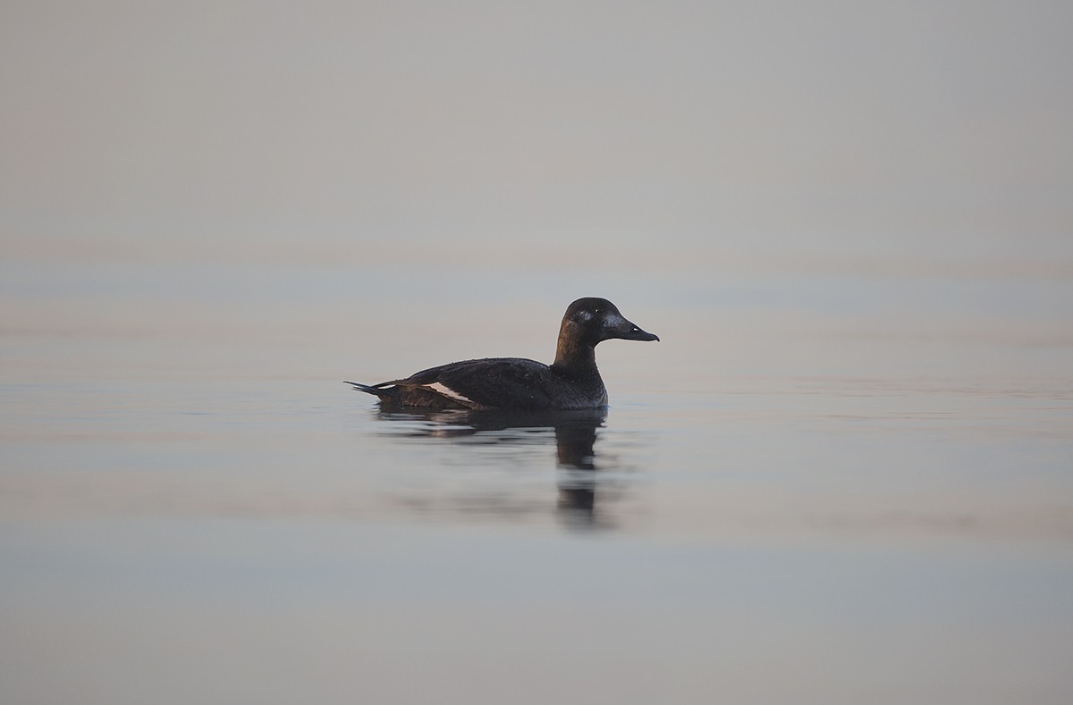 White-winged Scoter - ML147784231