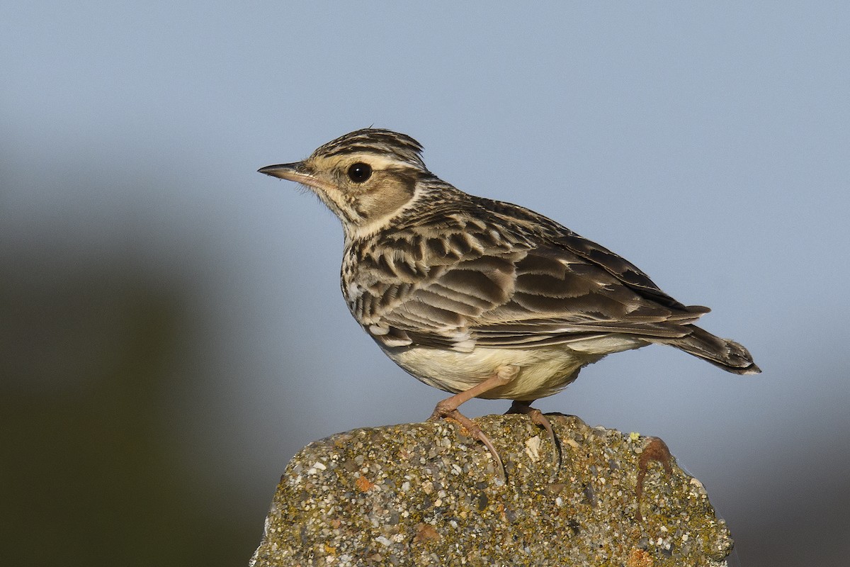 Wood Lark - ML147784491