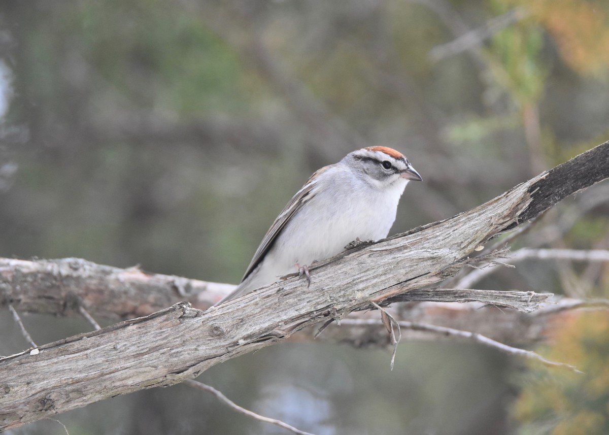 Chipping Sparrow - ML147785741